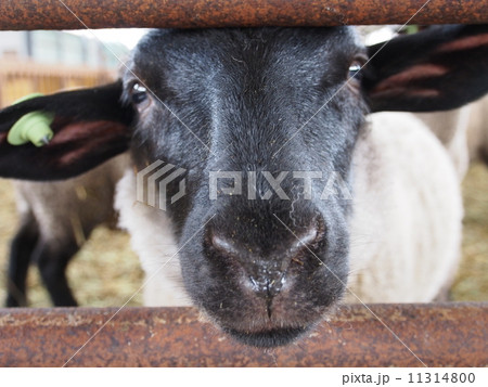 黒顔の羊 黒顔の羊 11314800