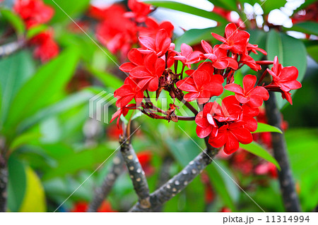 赤いフランジパニ 11314994
