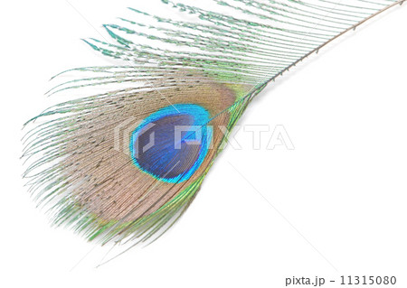 green Peacock feathers 11315080