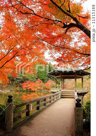 秋の成田山公園 11315169