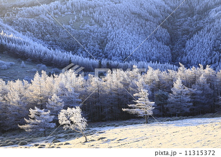 朝日に輝く木々 11315372