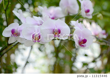 コチョウラン 11315446