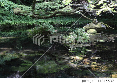 山吹水源 11315537