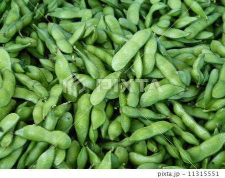 だだちゃ豆収穫洗浄直後 11315551