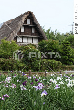 宮地嶽神社の菖蒲 宮地嶽神社の菖蒲 11315605