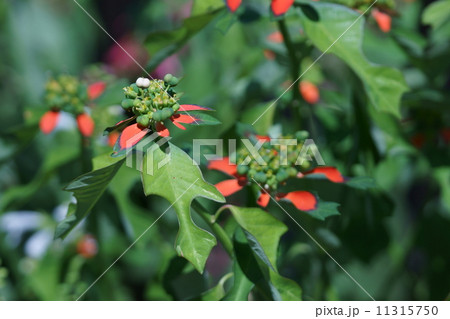 猩猩草　ショウジョウソウと申します。 11315750