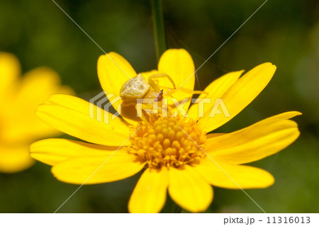 アズチグモ 11316013