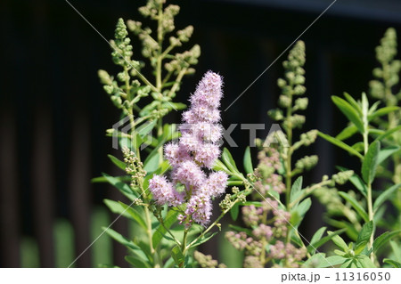 穂咲下野　ホザキシモツケと申します。 11316050