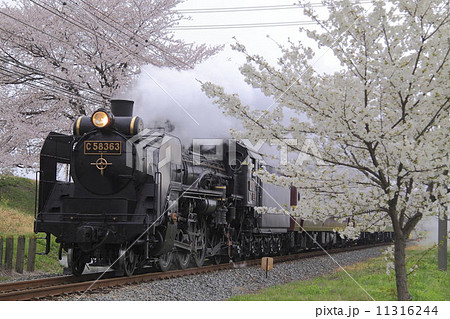 春の秩父鉄道ＳＬ 11316244