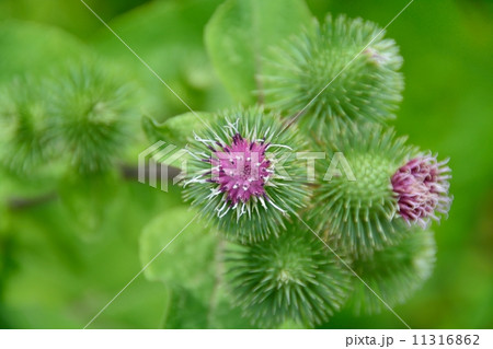 アメリカオニアザミ 11316862