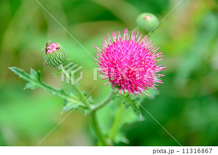 アメリカオニアザミ 11316867