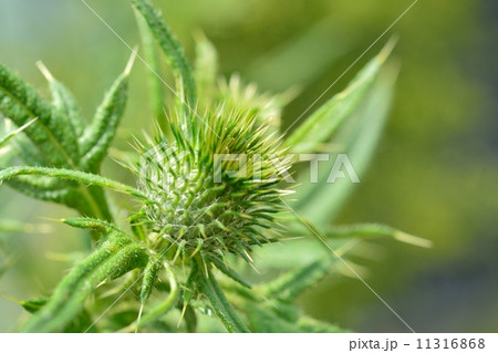 アメリカオニアザミ アメリカオニアザミ 11316868