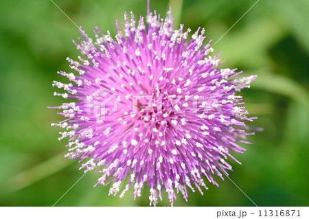 アメリカオニアザミ アメリカオニアザミ 11316871