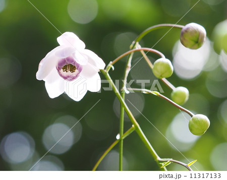 レンゲショウマ 11317133