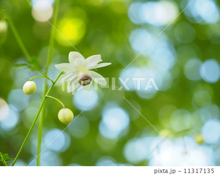 レンゲショウマ 11317135