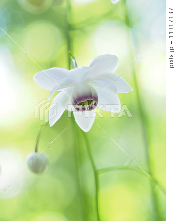 レンゲショウマ 11317137