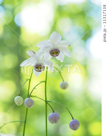 レンゲショウマ 11317138