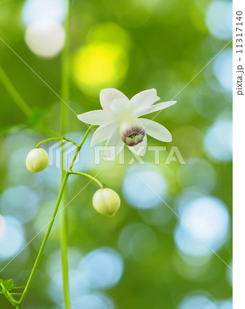 レンゲショウマ 11317140