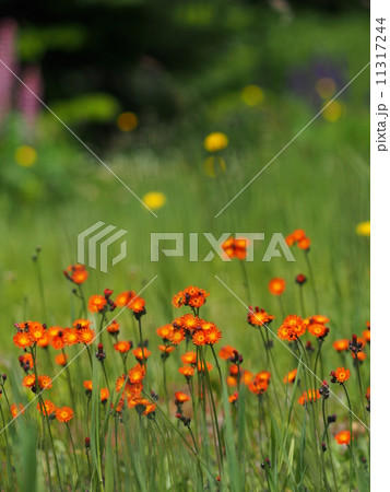 コウリンタンポポ コウリンタンポポ 11317244