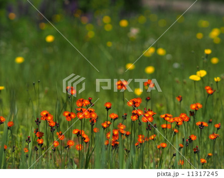 コウリンタンポポ コウリンタンポポ 11317245