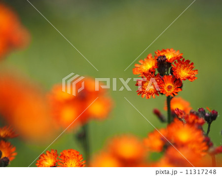 コウリンタンポポ コウリンタンポポ 11317248