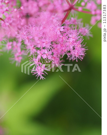 キョウガノコ キョウガノコ 11317383