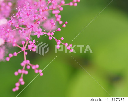 キョウガノコ キョウガノコ 11317385