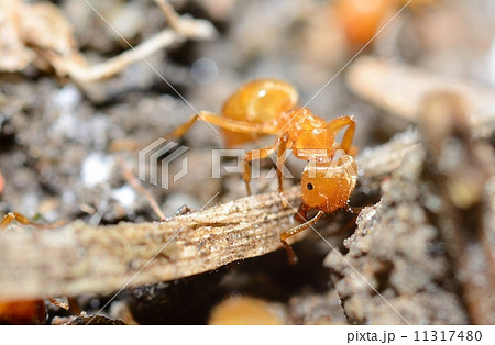 Yellow ant (Lasius Flavus) in anthill, extreme macro shot. Yellow ant (Lasius Flavus) in anthill, extreme macro shot. 11317480