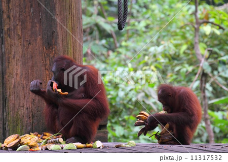 食事中のボルネオオランウータン 食事中のボルネオオランウータン 11317532