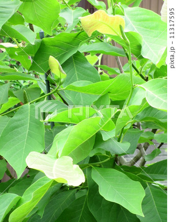 白モクレンの大きい葉 白モクレンの大きい葉 11317595