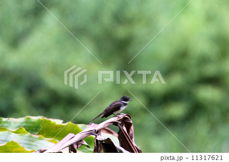 Pied Fantail（ムナオビオウギビタキ） 11317621