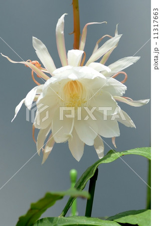 咲くやこの花館(花博記念公園)の月下美人 咲くやこの花館(花博記念公園)の月下美人 11317663