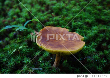 苔に生えるキノコの写真素材