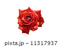 赤い薔薇 11317937