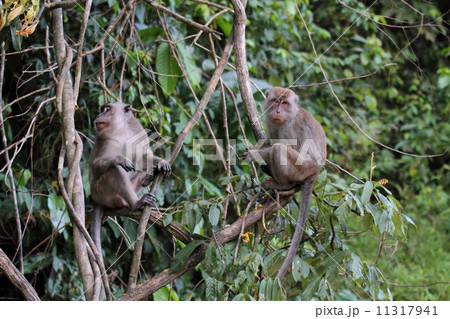 Long-tailed Macaque（カニクイザル） 11317941
