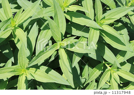 ソープワートの葉 11317948