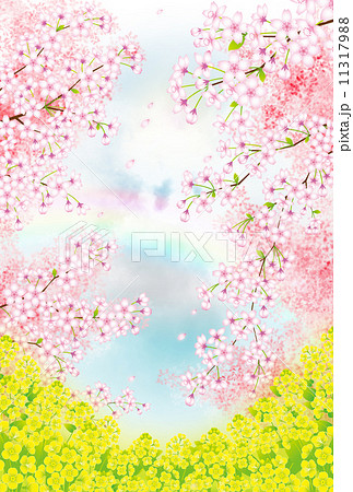 桜と菜の花畑のイラスト素材