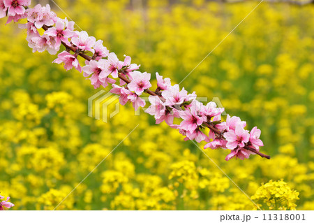 菜の花と桃の花 菜の花と桃の花 11318001