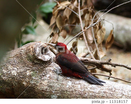 ノグチゲラ ノグチゲラ 11318157