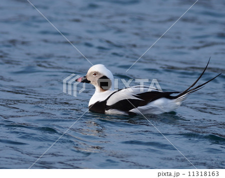 コオリガモ♂ コオリガモ♂ 11318163