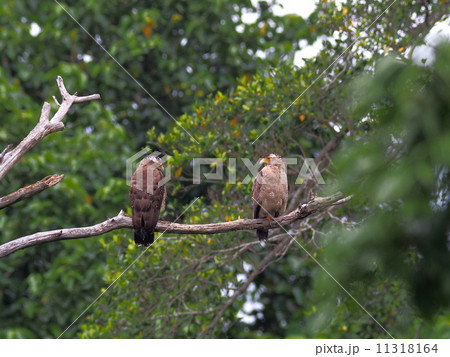 カンムリワシ カンムリワシ 11318164