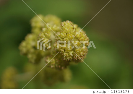 ヤグルマソウ　矢車草　Rodgersia podophylla 11318173
