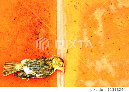 beautiful sparrow dead bird on the floor beautiful sparrow dead bird on the floor 11318244