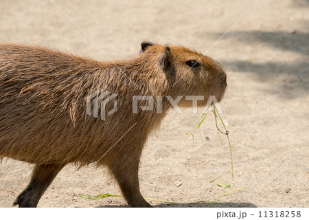 草を銜えるカピバラ 草を銜えるカピバラ 11318258