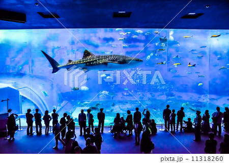 美ら海水族館 11318260