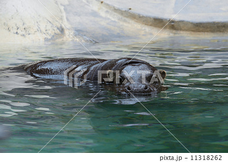 水中のコビトカバ 水中のコビトカバ 11318262