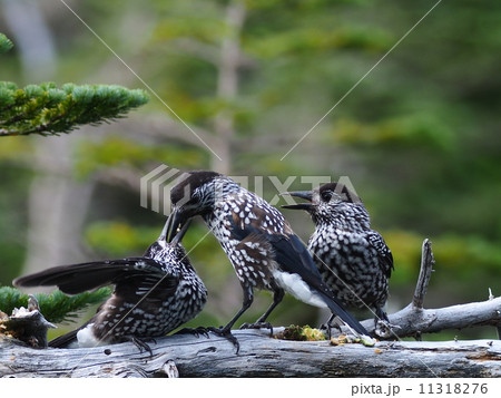 ホシガラス 11318276