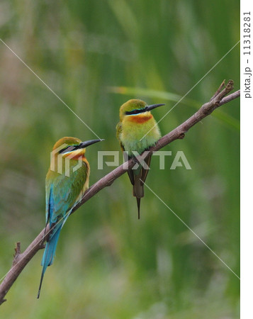 ハリオハチクイ ハリオハチクイ 11318281