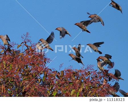 ヒレンジャク ヒレンジャク 11318323