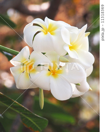 tropical flowers tropical flowers 11318369